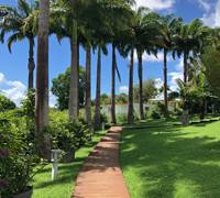 Allee-des-palmiers-royaux-jardin-tropical-nature-depaysement-l-or-des-caraibes-galerie