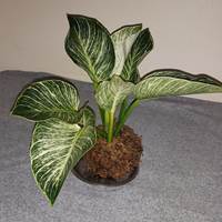 Philodendron Birkin