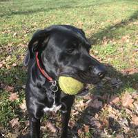 Harley - notre chienne