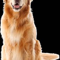 chien