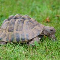 tortoise-5685026_1280