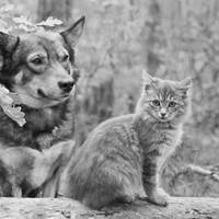 Accueil animaux