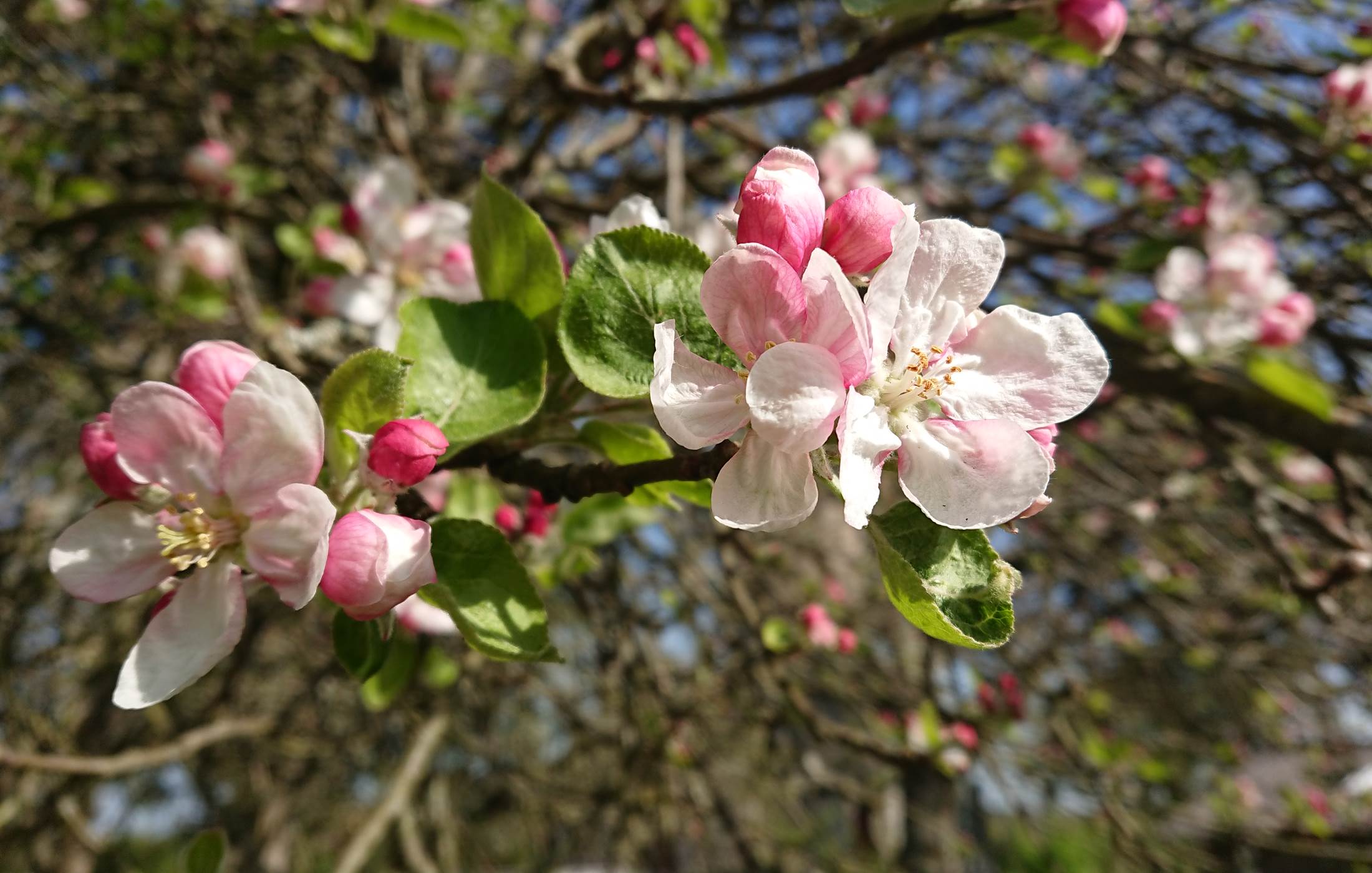 Les arbres fruitiers en fleurs au moulin de La Retardière