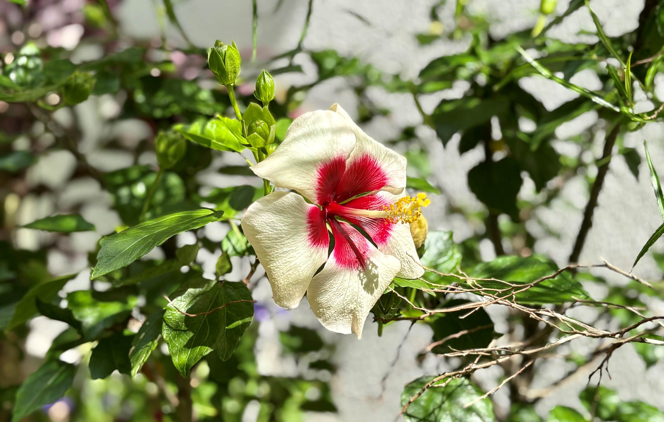 Hibiscus du jardin !