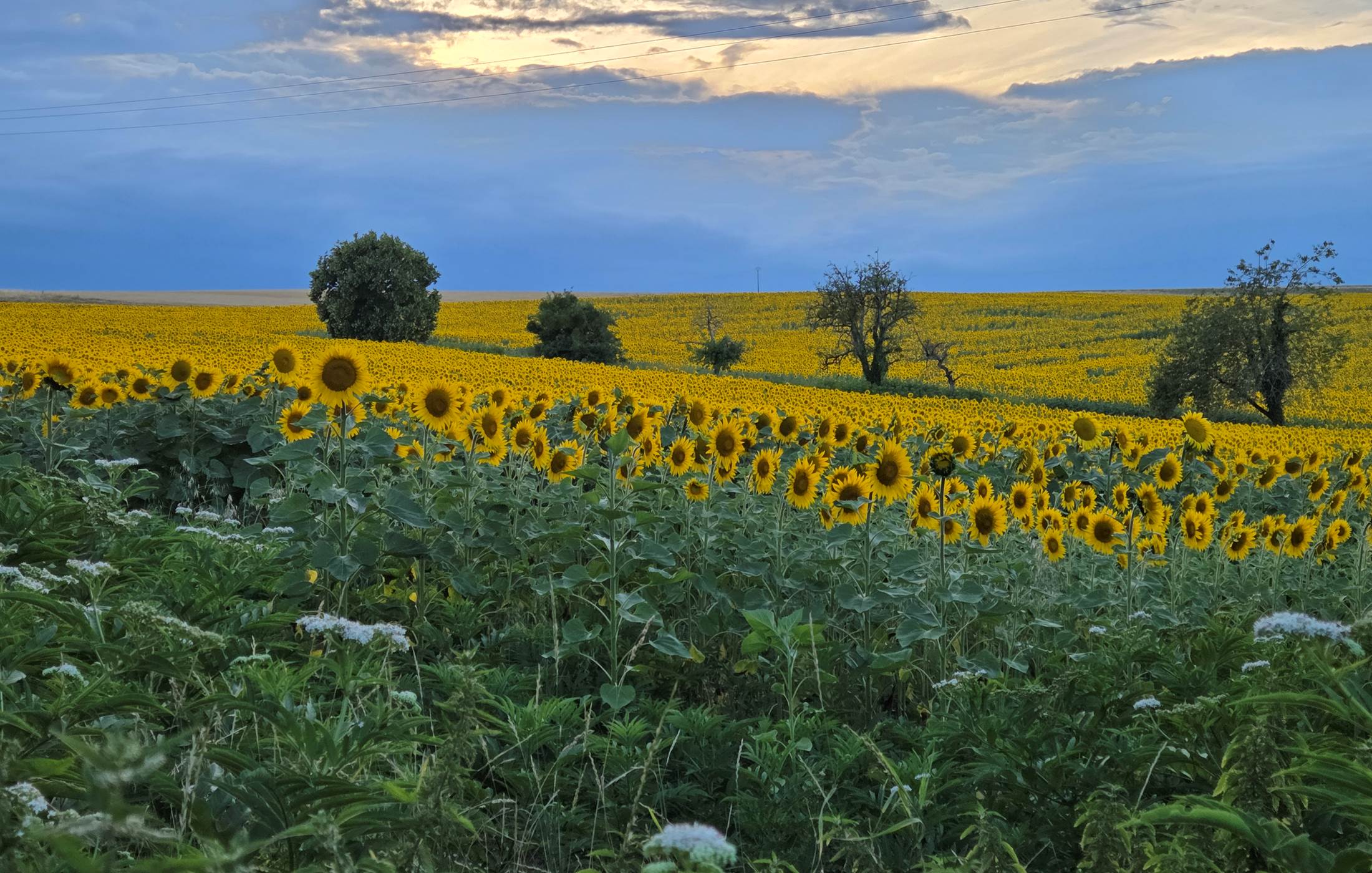 Vue derrière la maison cet été 2025