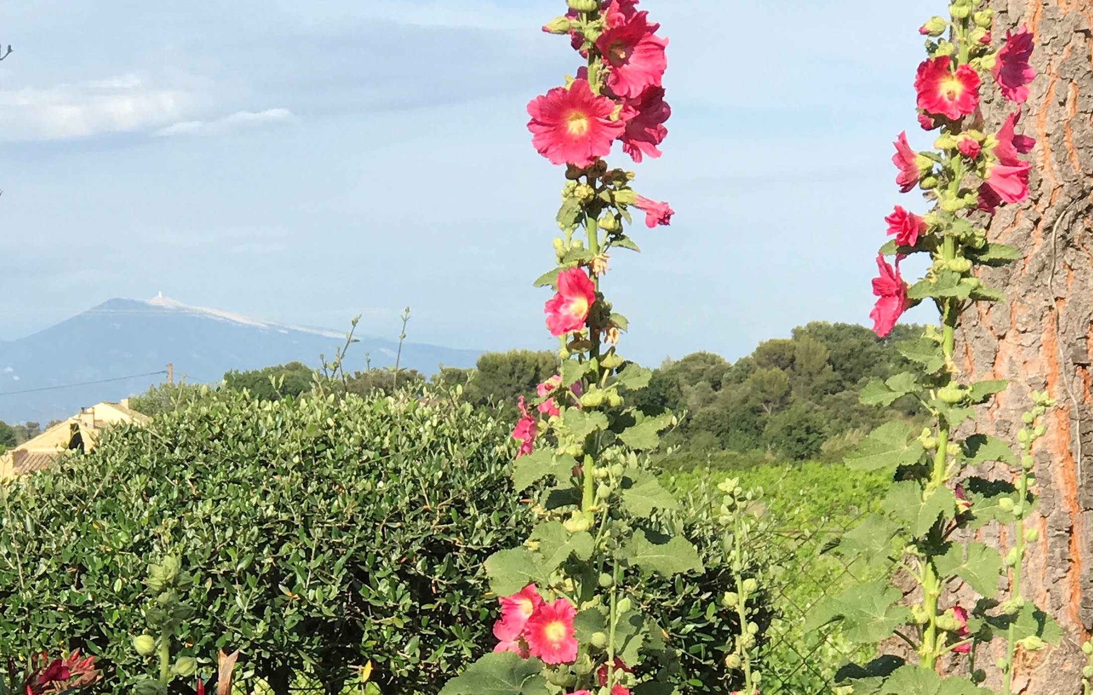 Le Mas Mellou : Le Mont Ventoux