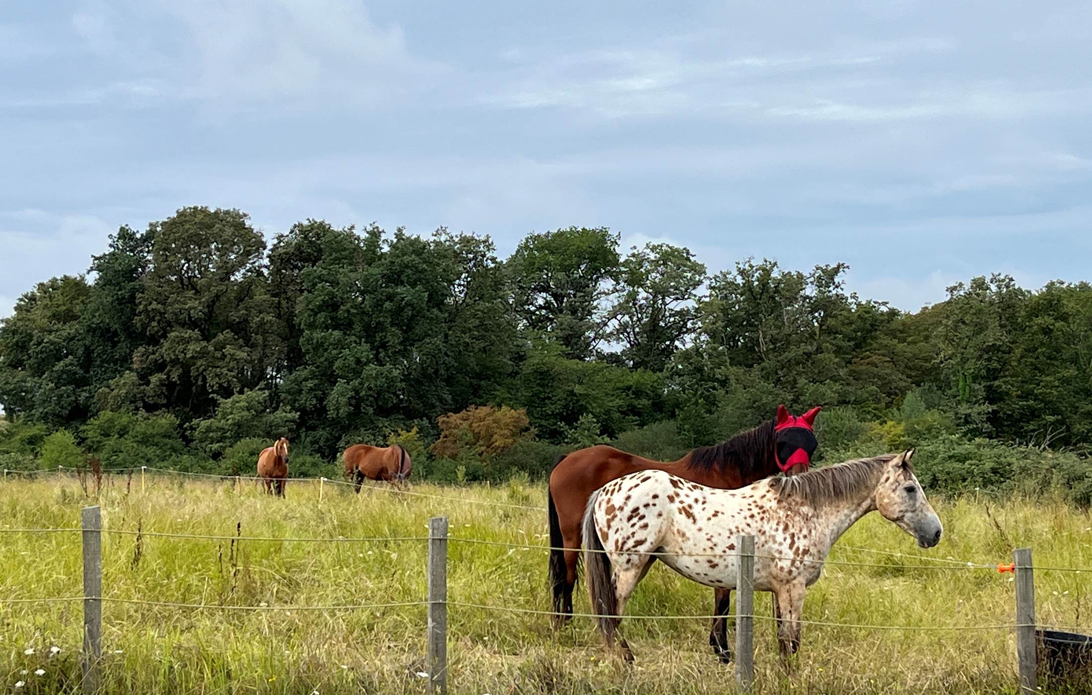 Randonnée à cheval