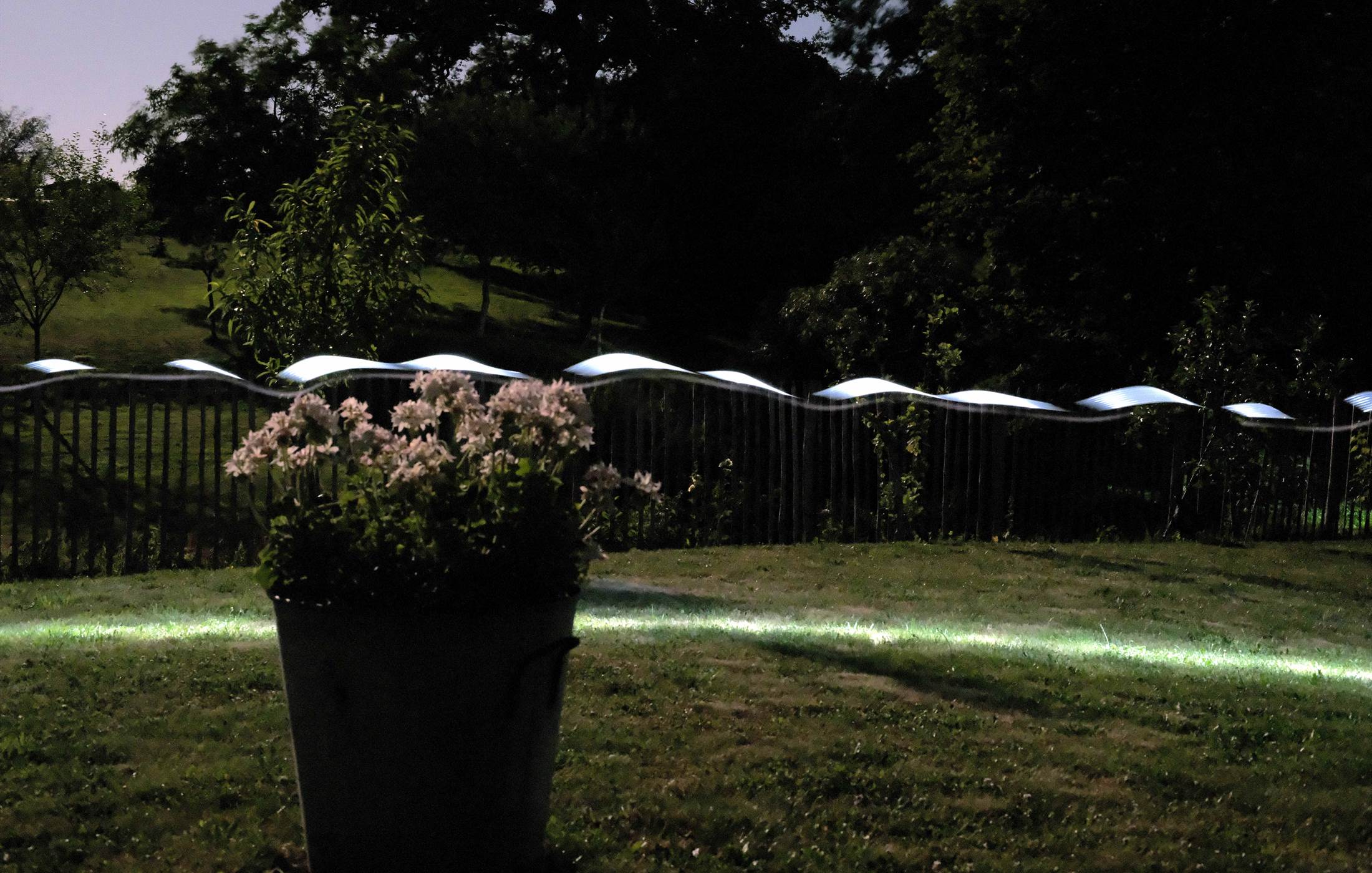 la lumière sur le perlargonium