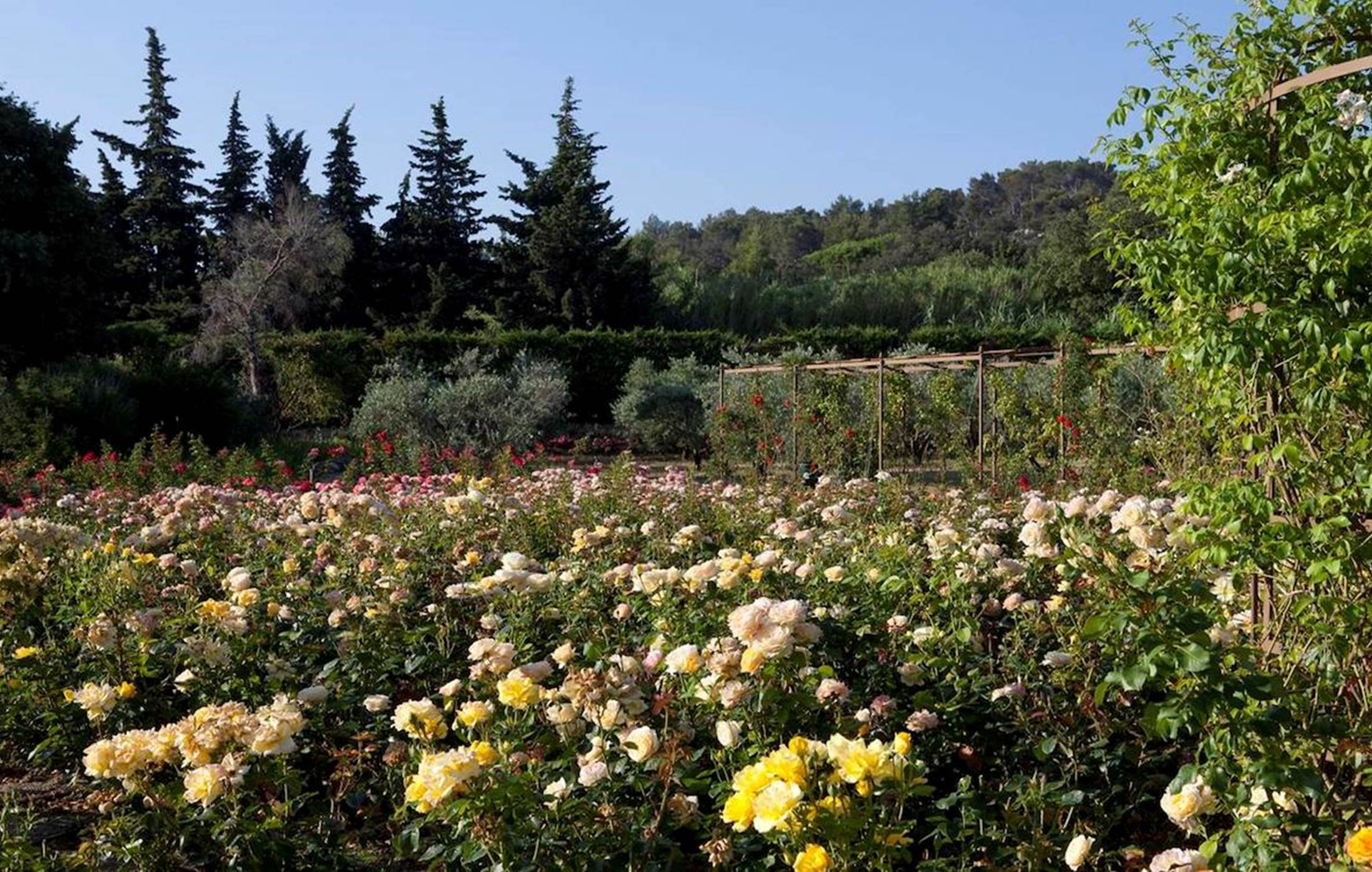jardin-roseraie