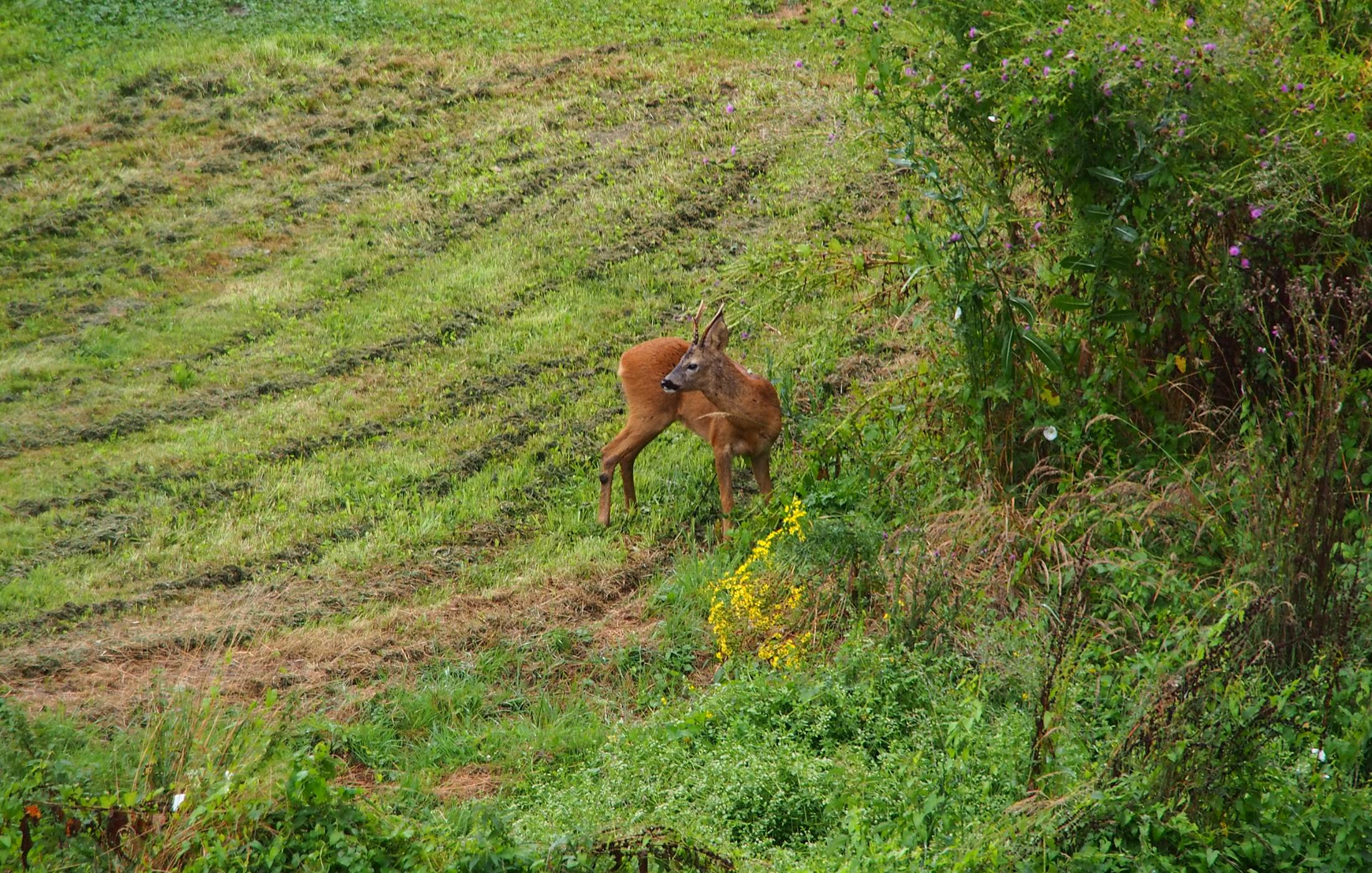 chevreuil dans le jardin