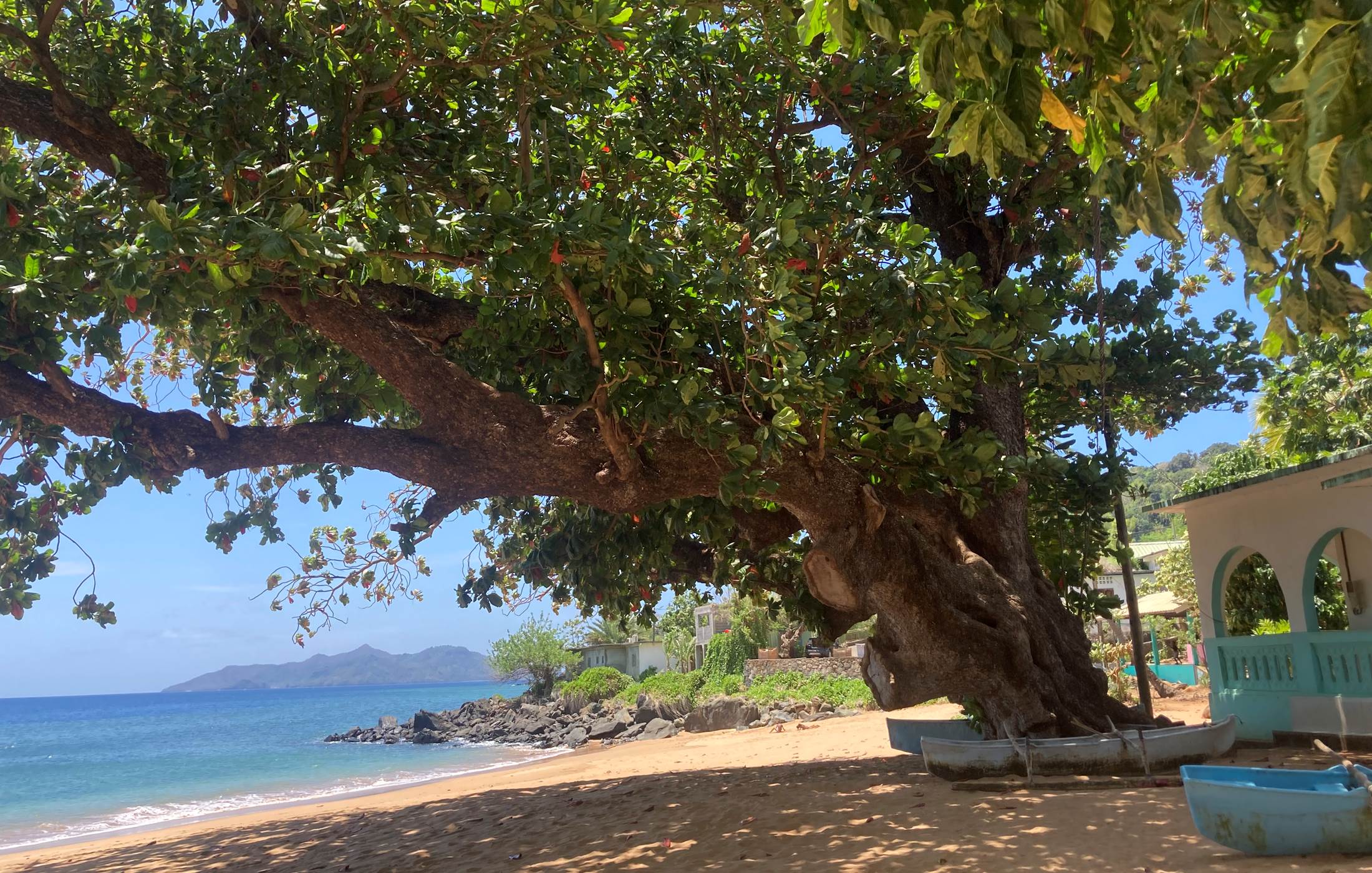 badamier géant de m'tsangadoua