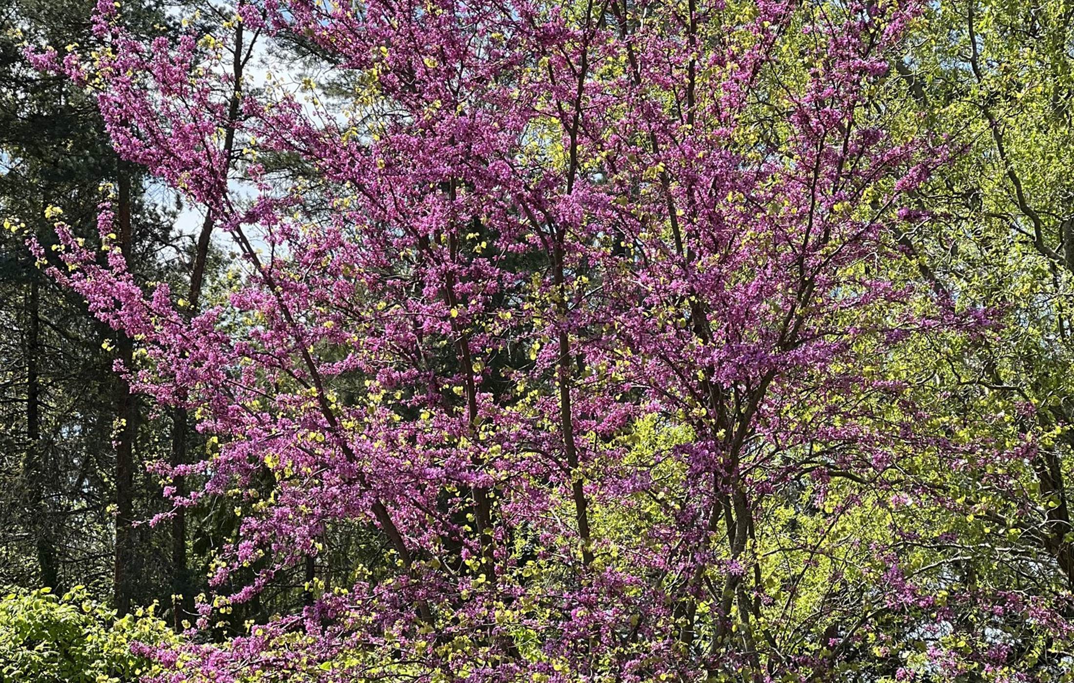 Arbre de Judée au printemps