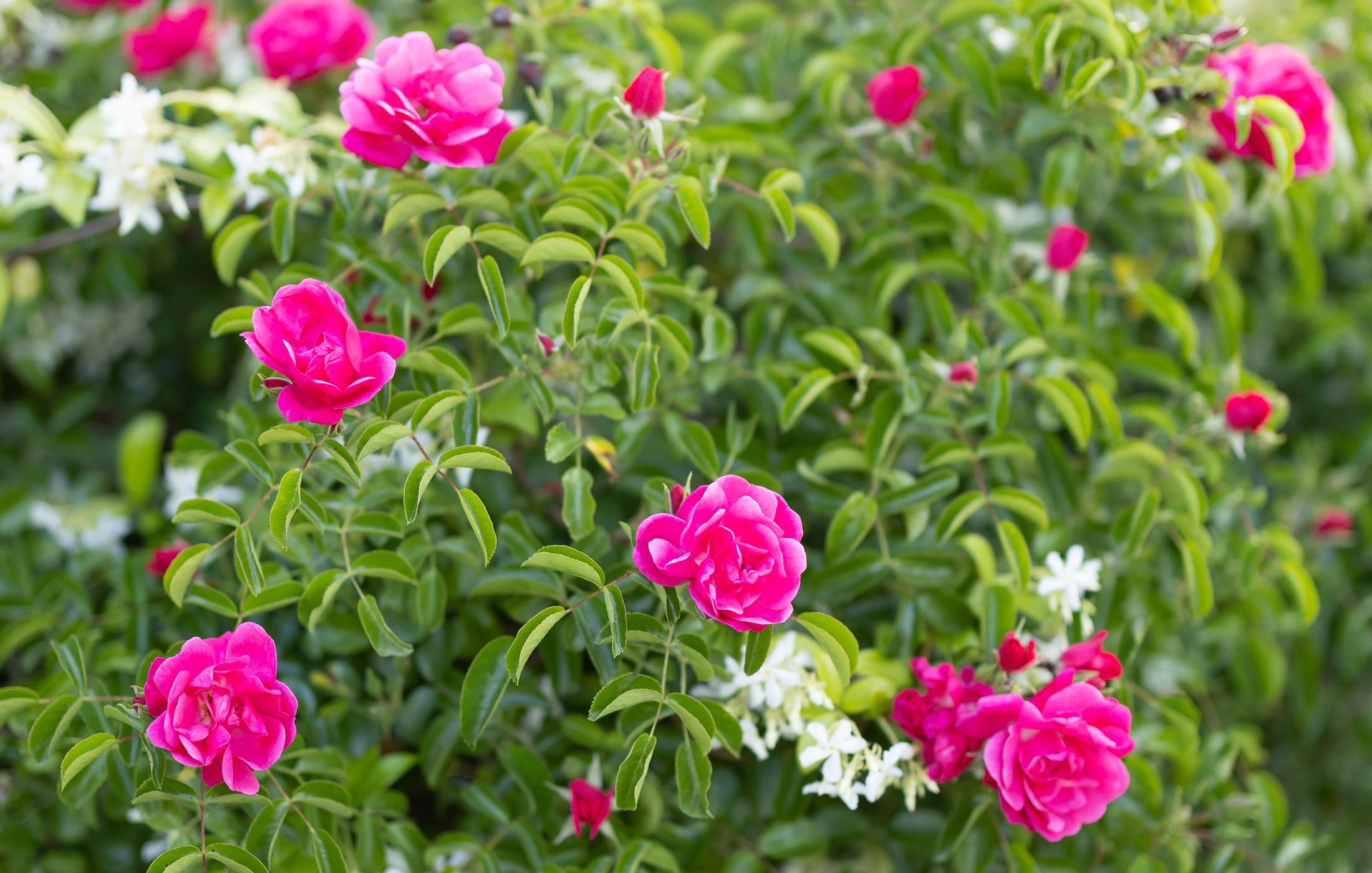 Roseraie du mas des figues