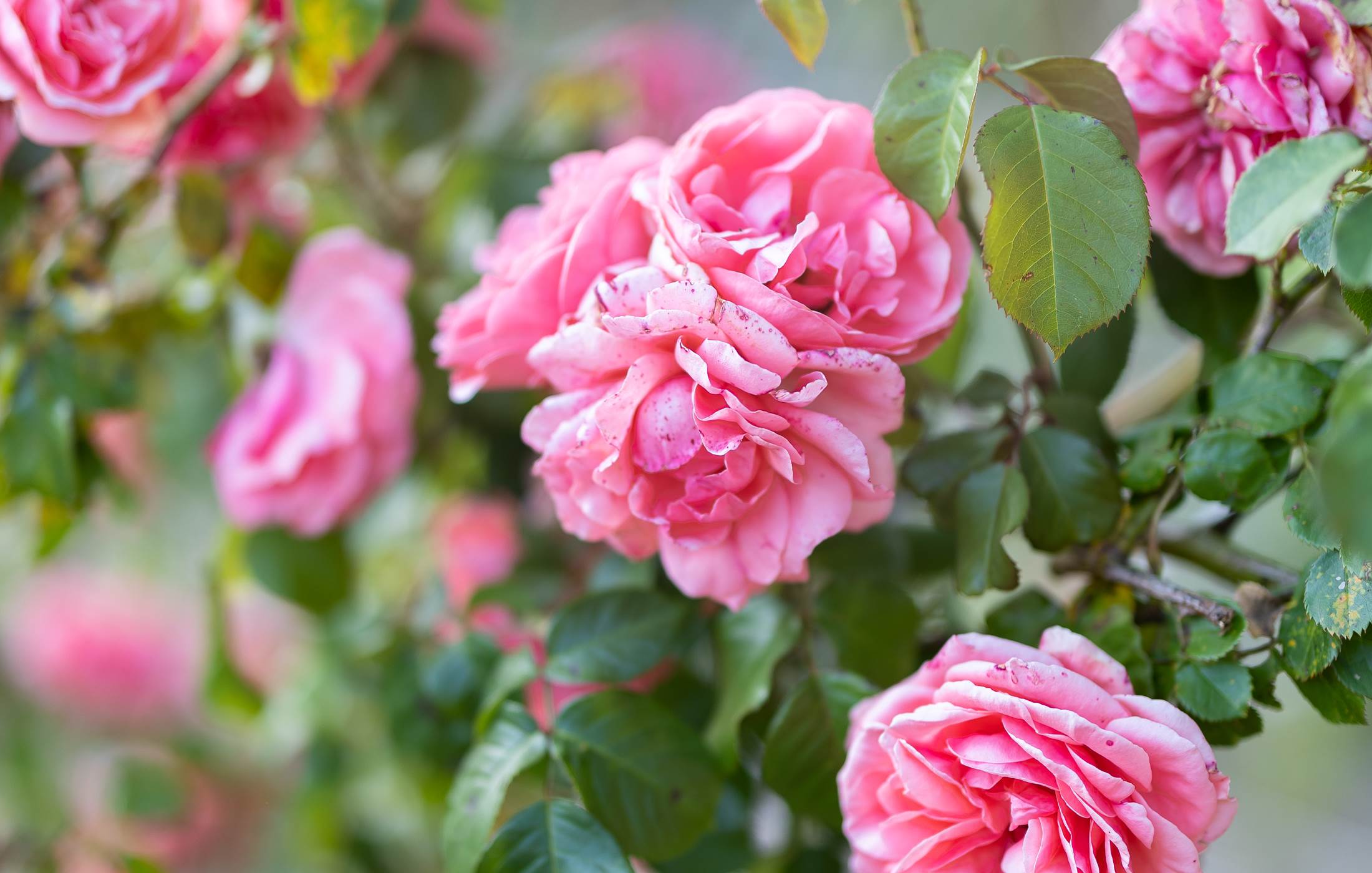 Roseraie du mas des figues