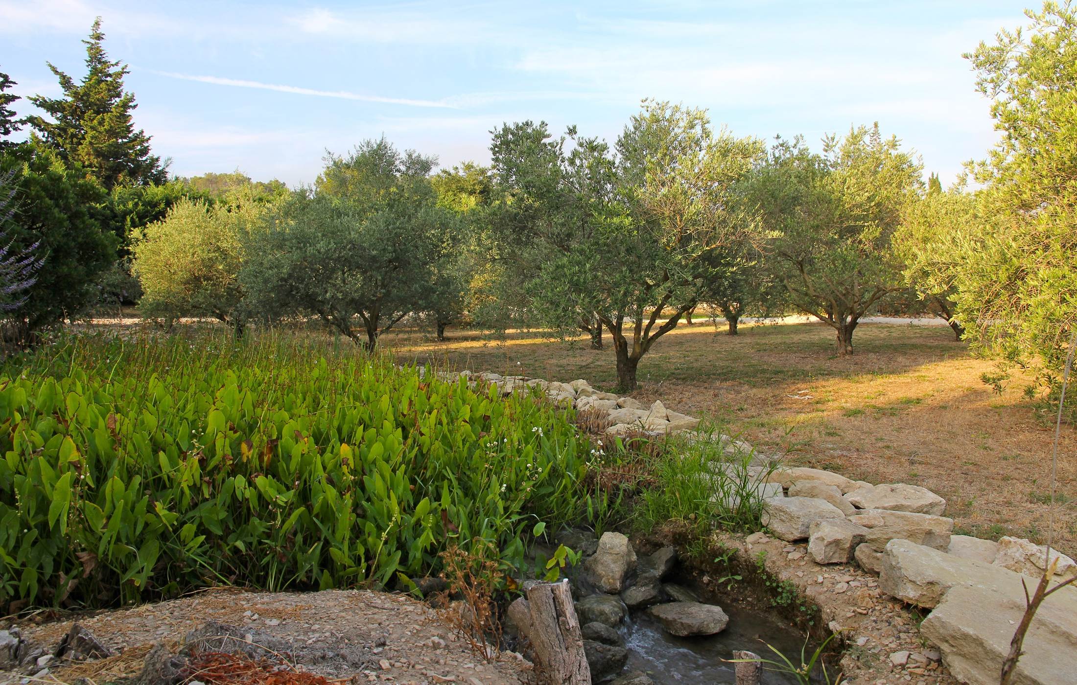 oliviers-domaine-bio-alpilles