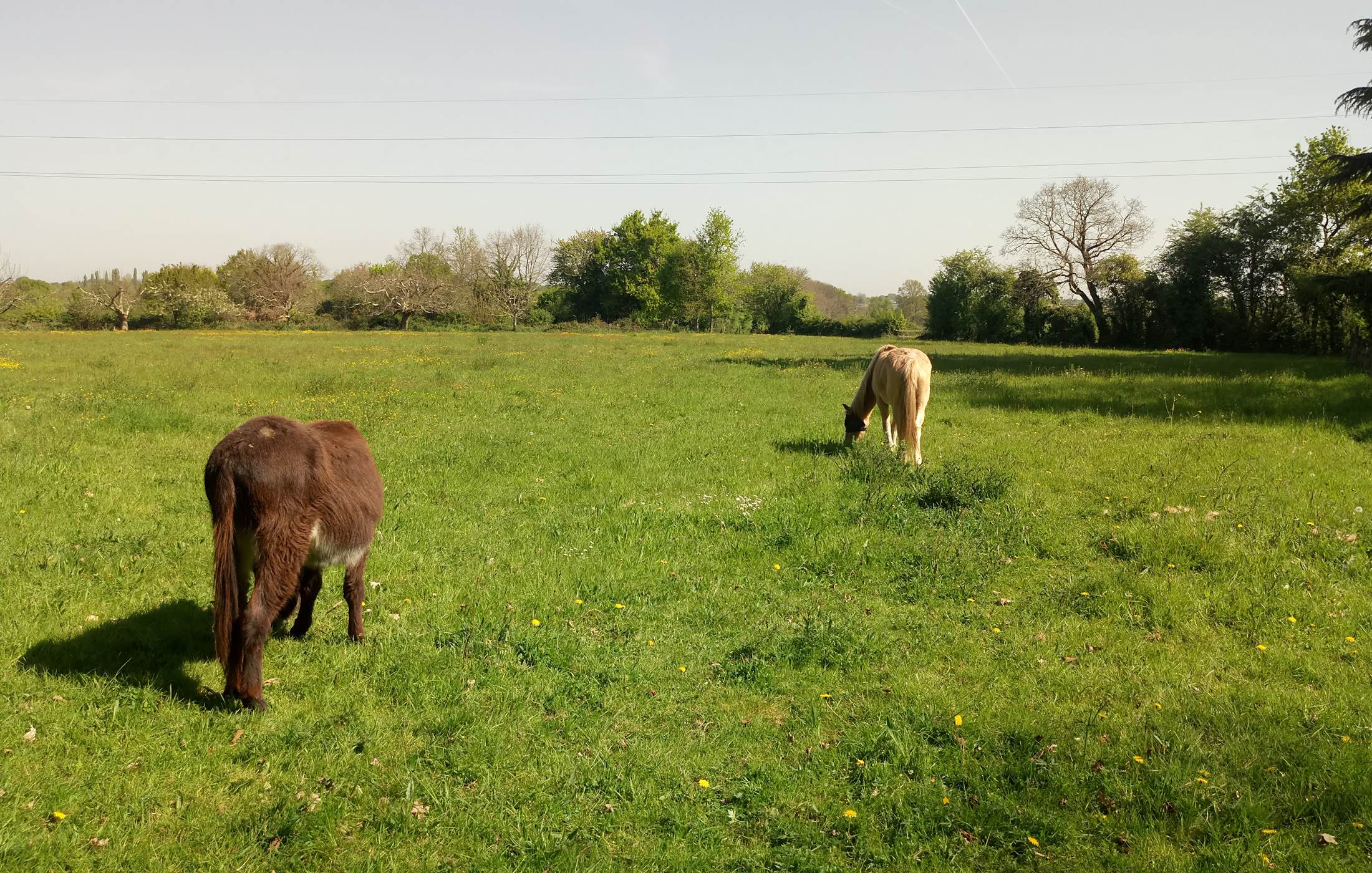Pédro et Mirabelle, les voisins des chambres d'hôte  du Moulin de la Retardière à Orvault