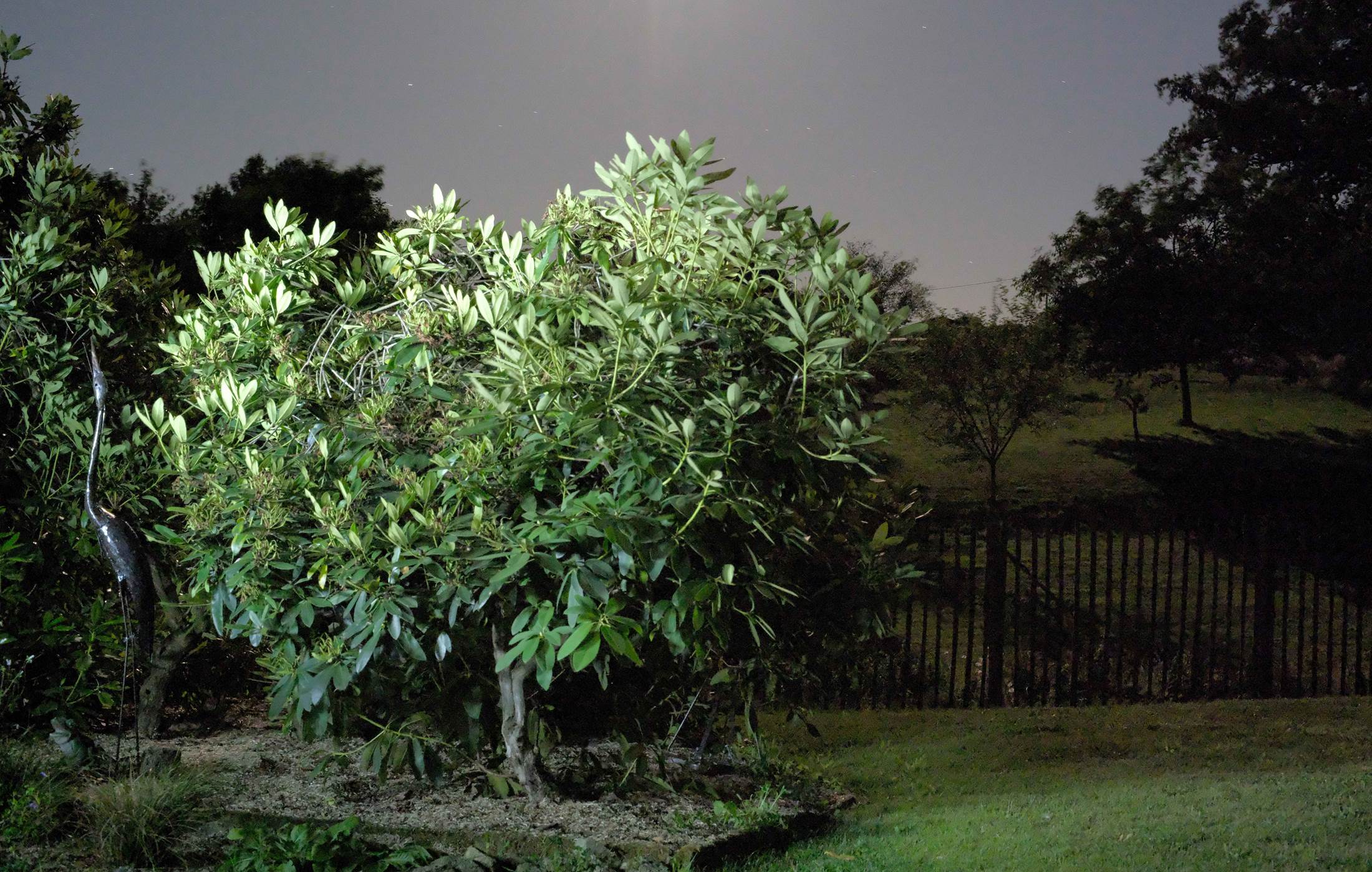 le héron dans la nuit