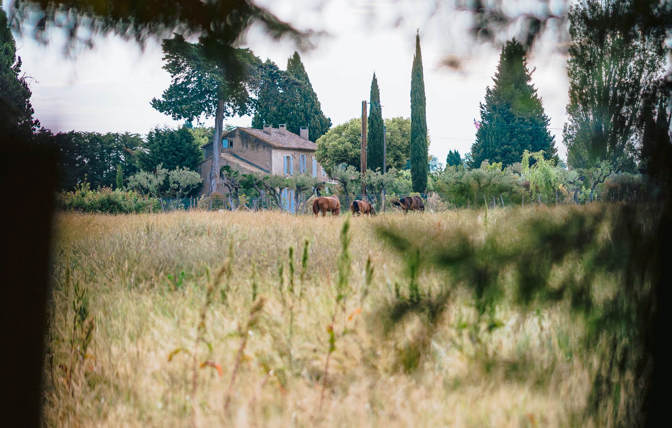 Calme et détente dans le domaine