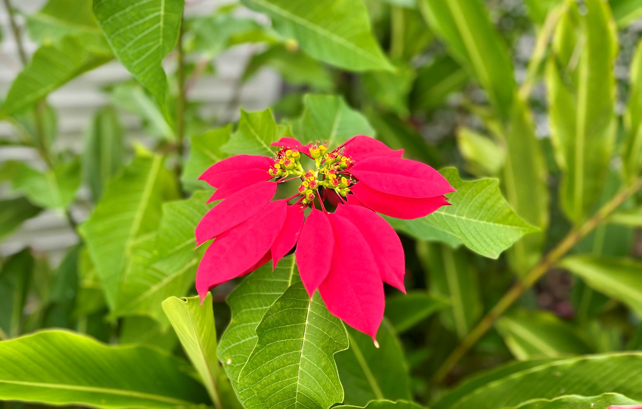 Poinsettia du jardin !