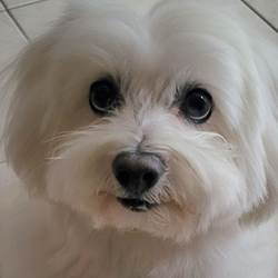 Oscar