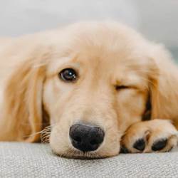 goldent-retriever-chien-mignon