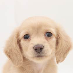 chiot
