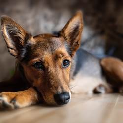 Chien accepte´ au gi^te La re´serve Stanislas