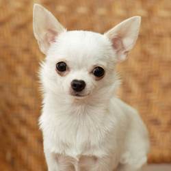 Chihuahua-4-photo-options