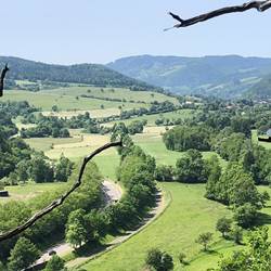 Une des vues lors de votre ballade en forêt