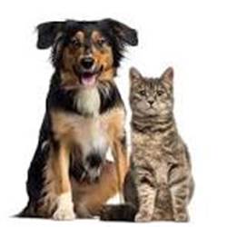 animaux-photo-options