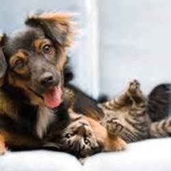 Animaux de compagnie acceptés