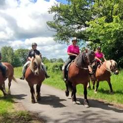 Penelope, Gess, Vérone et Elvis nos braves chevaux Comtois