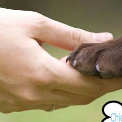 chien-admis-1200x600