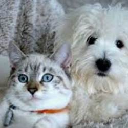 Chien et chat