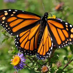 danaus-plexippus-plexippus-as-05