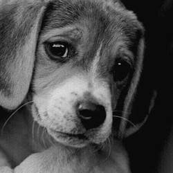 Animaux bienvenue