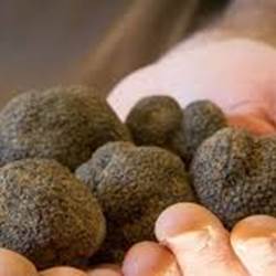 Les truffes de Saint Paul trois chateaux - drome Provençale-photo-news