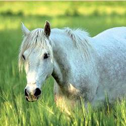 comtesse 2-photo-around