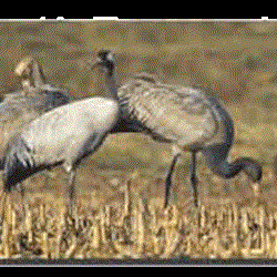 reserve2grues-photo-around