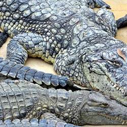 La ferme aux crocodiles-photo-news