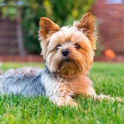 shutterstock_547062616-1