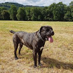 iambo Cane Corso le chien de la maison-photo-options