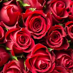 Bouquet de roses