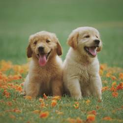 Les animaux de compagnie sont les bienvenus gratuitement