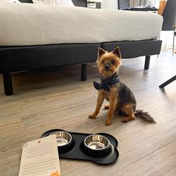 pet