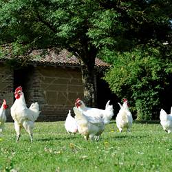 Volaille de Bresse(2)-photo-around