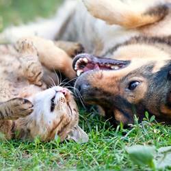 Chat et chien 1