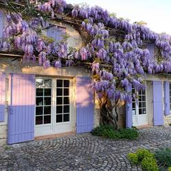 Façade de la maison avec la glycine