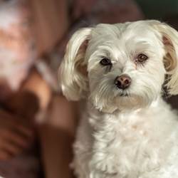 Petit chien