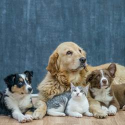 photo chien chat